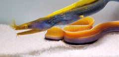Rhinomuraena quaesita (Blue)