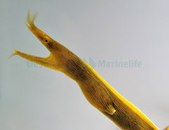 Rhinomuraena quaesita (Yellow)
