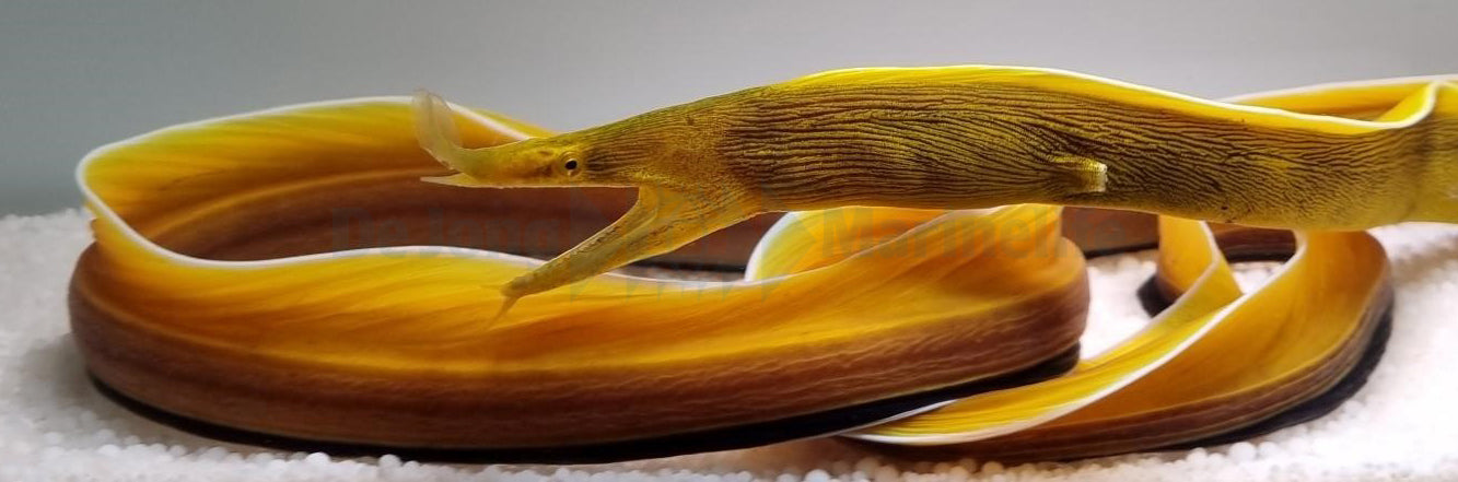 Rhinomuraena quaesita (Yellow)