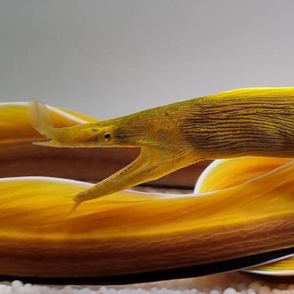 Rhinomuraena quaesita (Yellow)