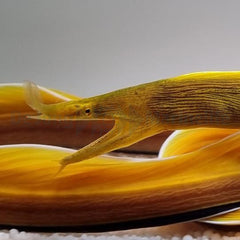 Rhinomuraena quaesita (Yellow)