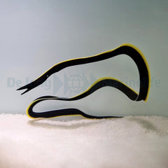 Rhinomuraena quaesita (Black)