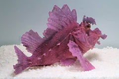 Rhinopias eschmeyeri (Purple)