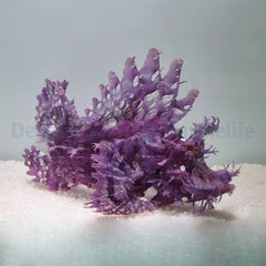 Rhinopias frondosa (Purple)