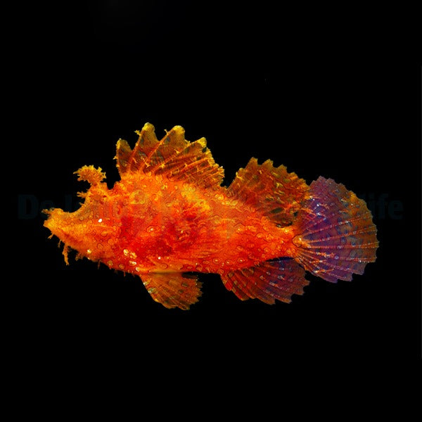 Rhinopias frondosa (Orange)