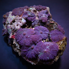 Rhodactis inchoata (Blue)