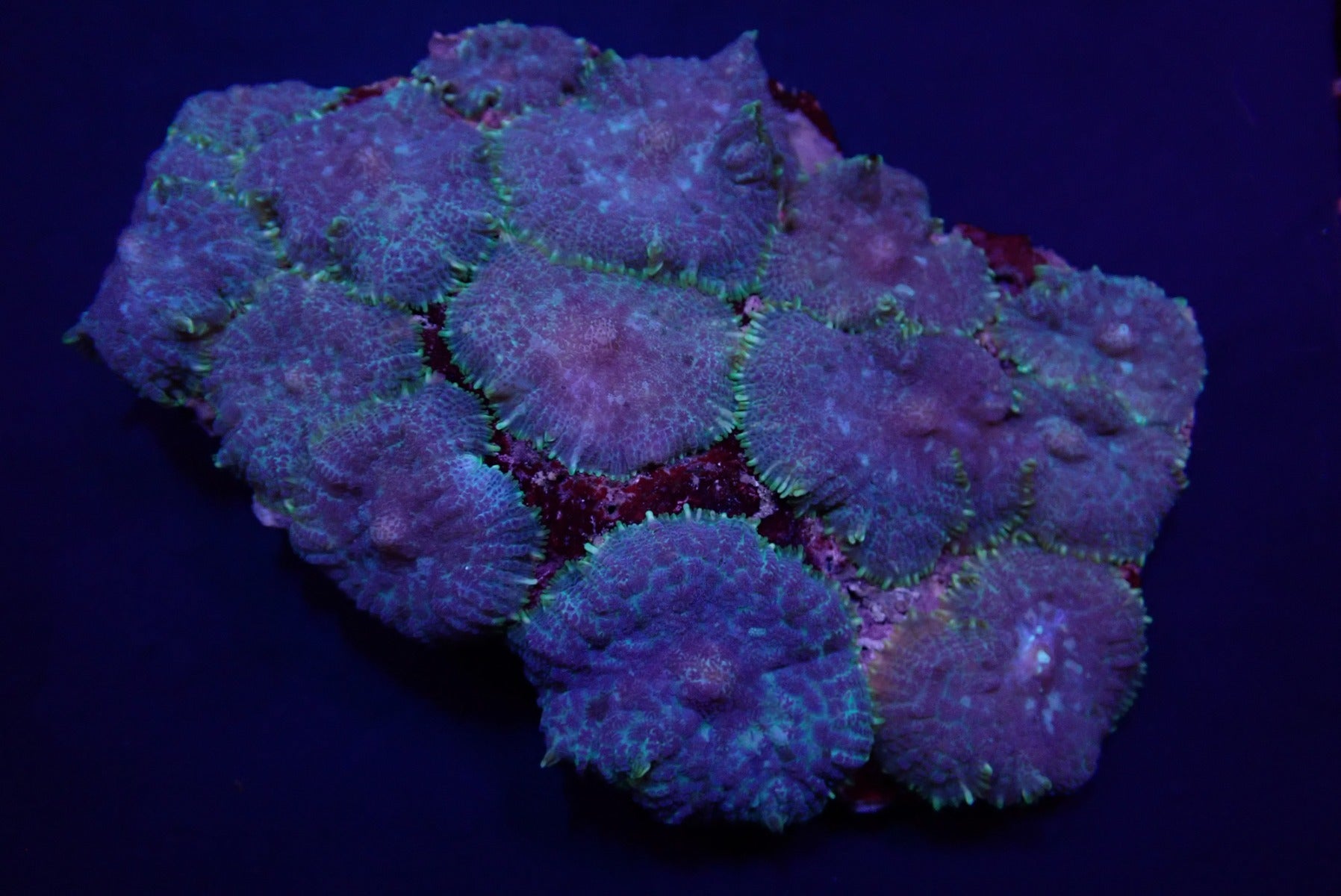 Rhodactis inchoata (Blue)
