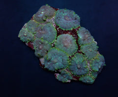 Rhodactis inchoata (Blue)