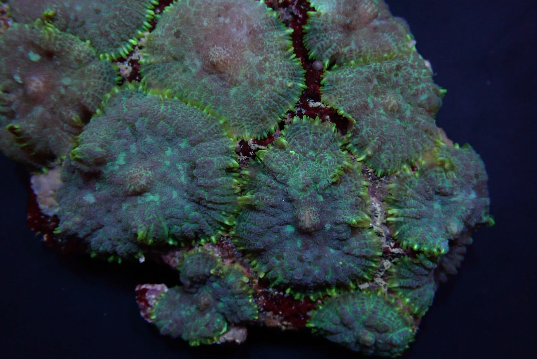 Rhodactis inchoata (Blue)