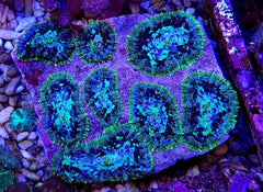 Rhodactis inchoata (Grade A) (per ear)