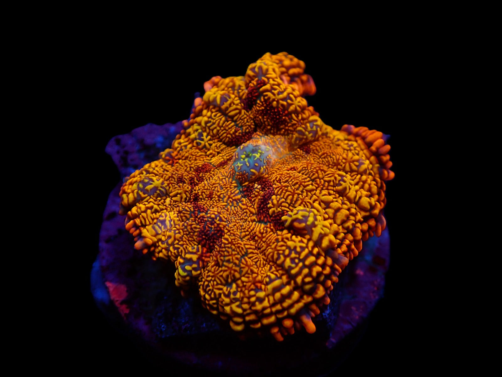 Rhodactis spp. (Orange) (Ultra) (1 ear)
