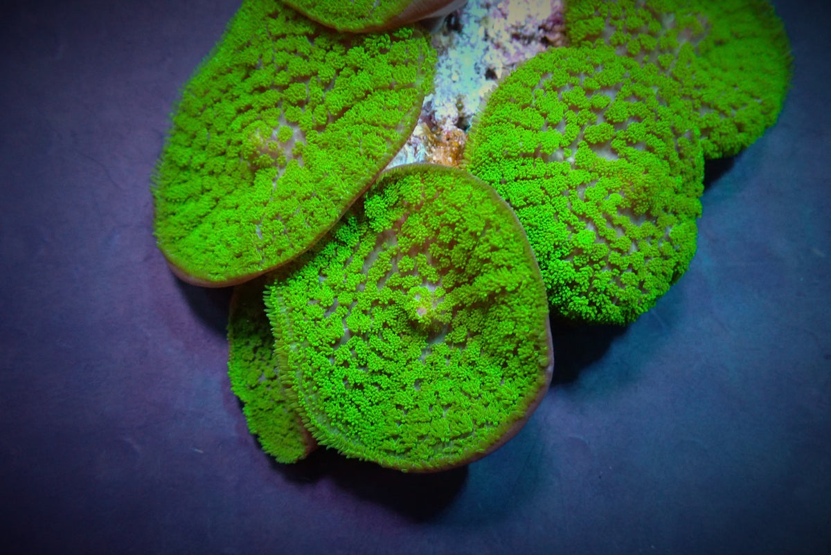 Rhodactis inchoata (Green) (Grade A)