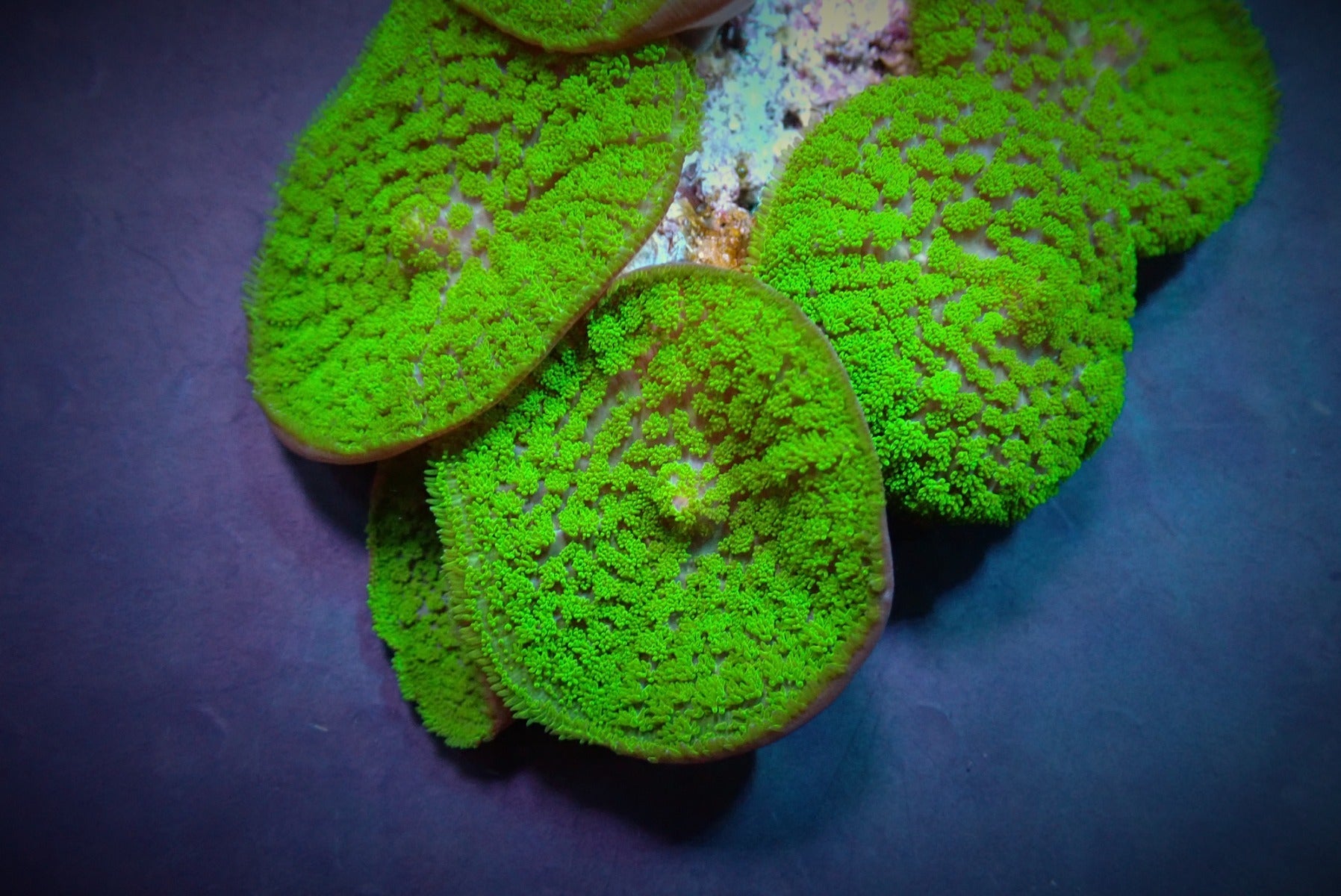 Rhodactis inchoata (Green) (Grade A)