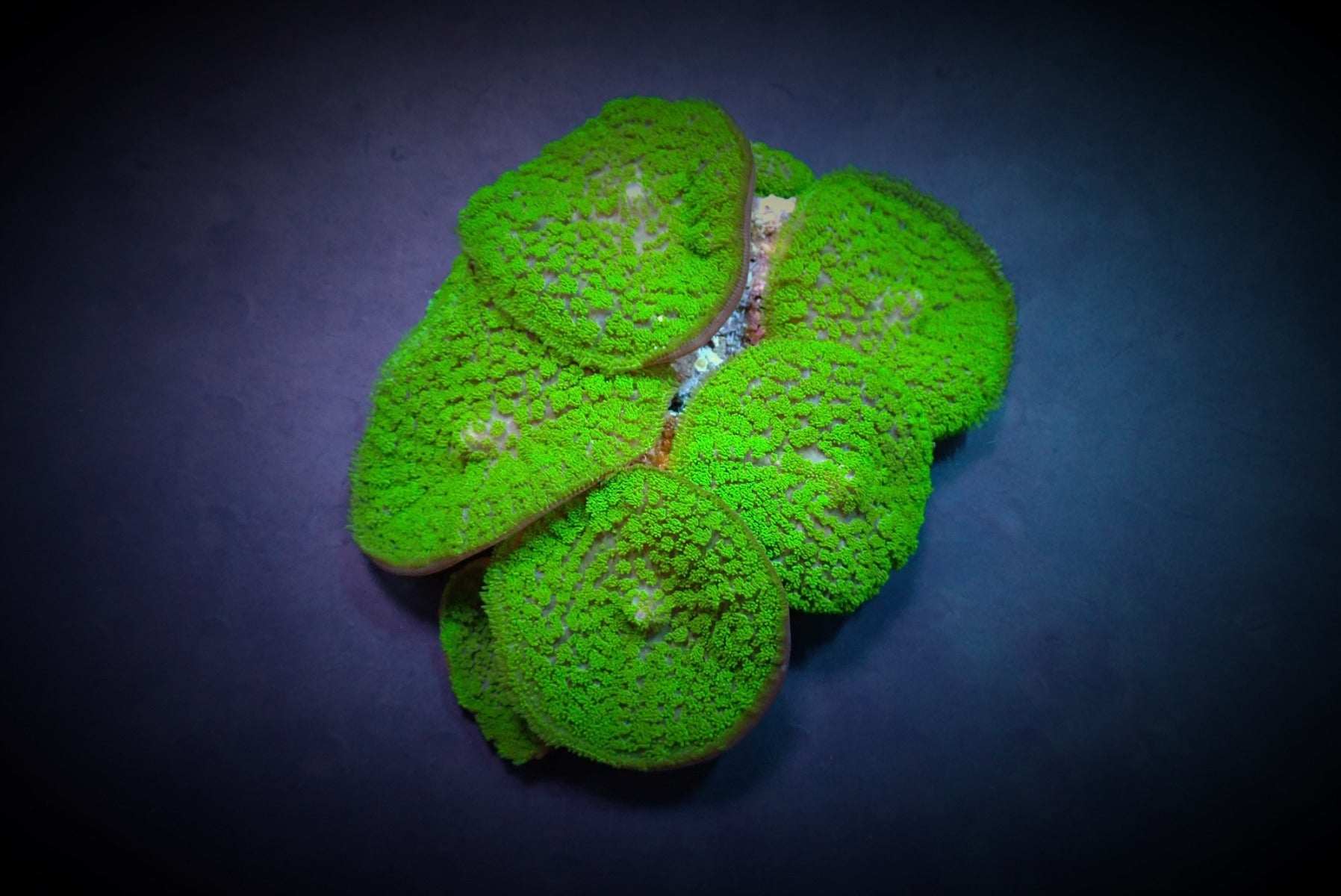 Rhodactis inchoata (Green) (Grade A)