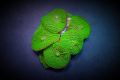 Rhodactis inchoata (Green) (Grade A)