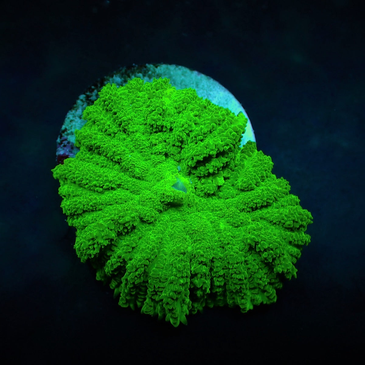 Rhodactis spp. (Green) (Grade A) (1 ear)