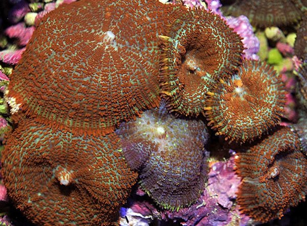 Rhodactis inchoata (Orange)