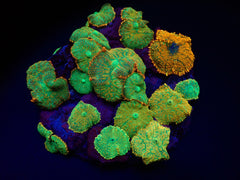 Rhodactis inchoata (Orange)