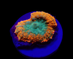 Rhodactis spp. (Orange) (Premium) (1 ear)
