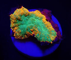 Rhodactis spp. (Orange) (Premium) (1 ear)