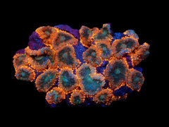 Rhodactis inchoata (Orange) (Premium)