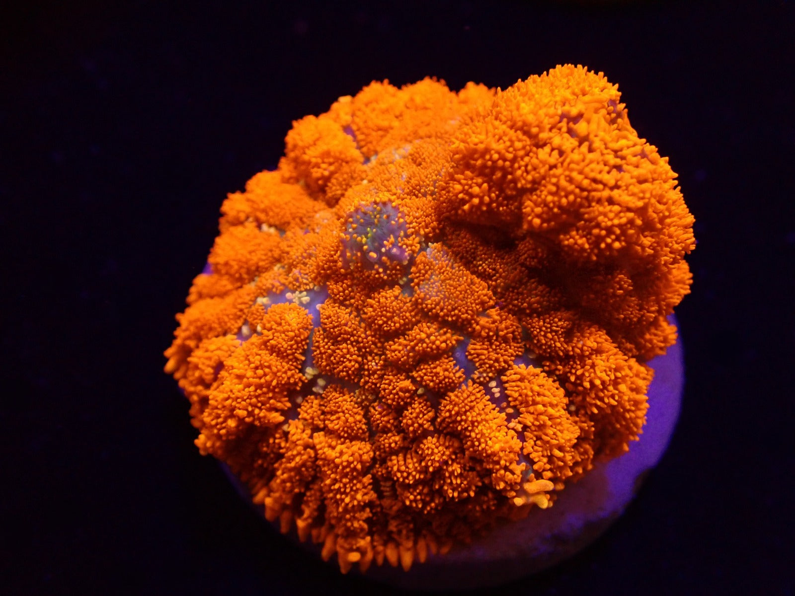 Rhodactis spp. (Orange) (Ultra) (1 ear)