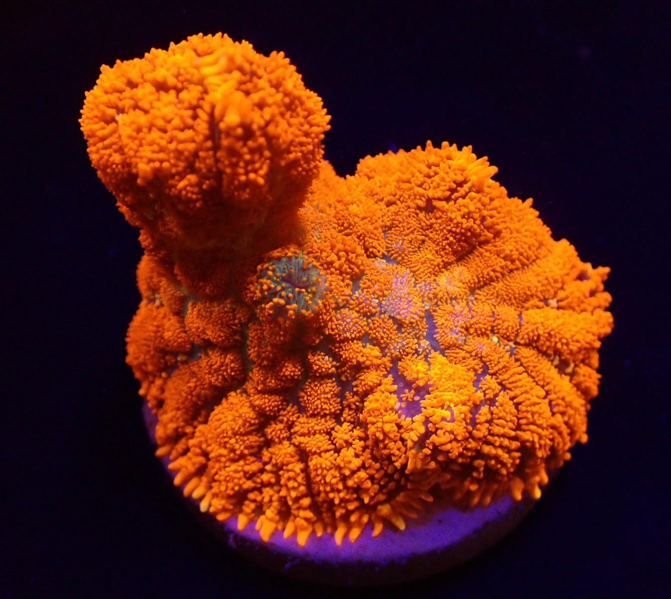 Rhodactis spp. (Orange) (Ultra) (1 ear)