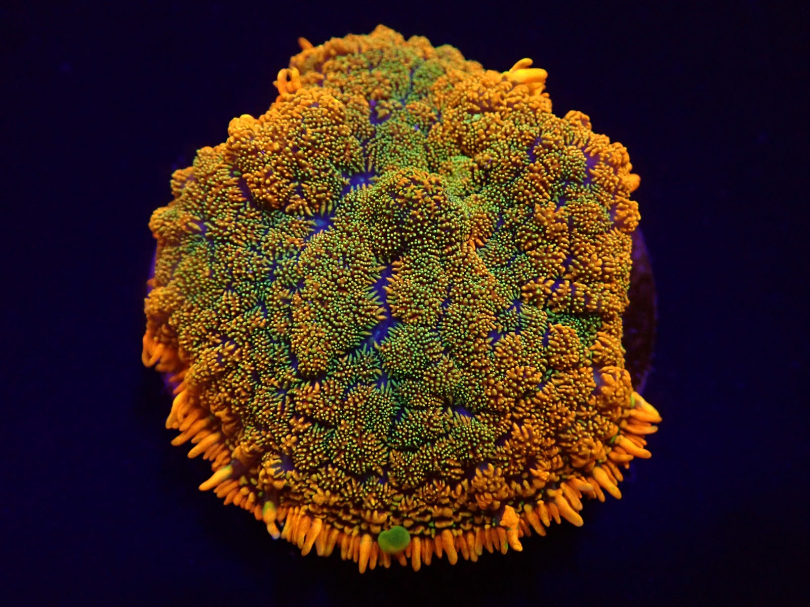 Rhodactis spp. (Orange) (Ultra) (1 ear)