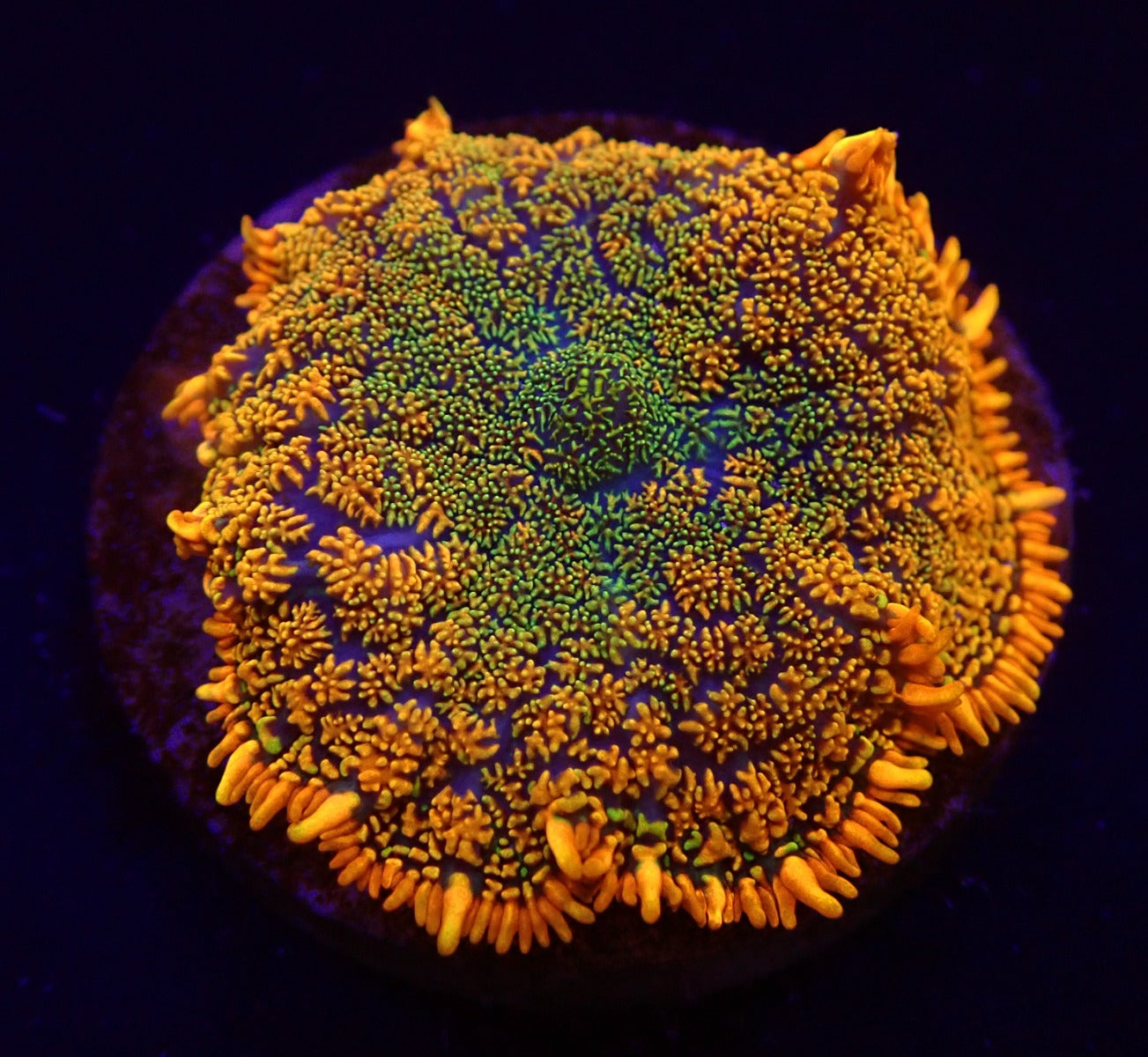 Rhodactis spp. (Orange) (Ultra) (1 ear)