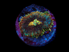 Rhodactis spp. (Grade A) (1 ear)