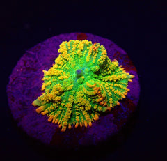 Rhodactis inchoata (Tequila Sunrise) (1 ear)