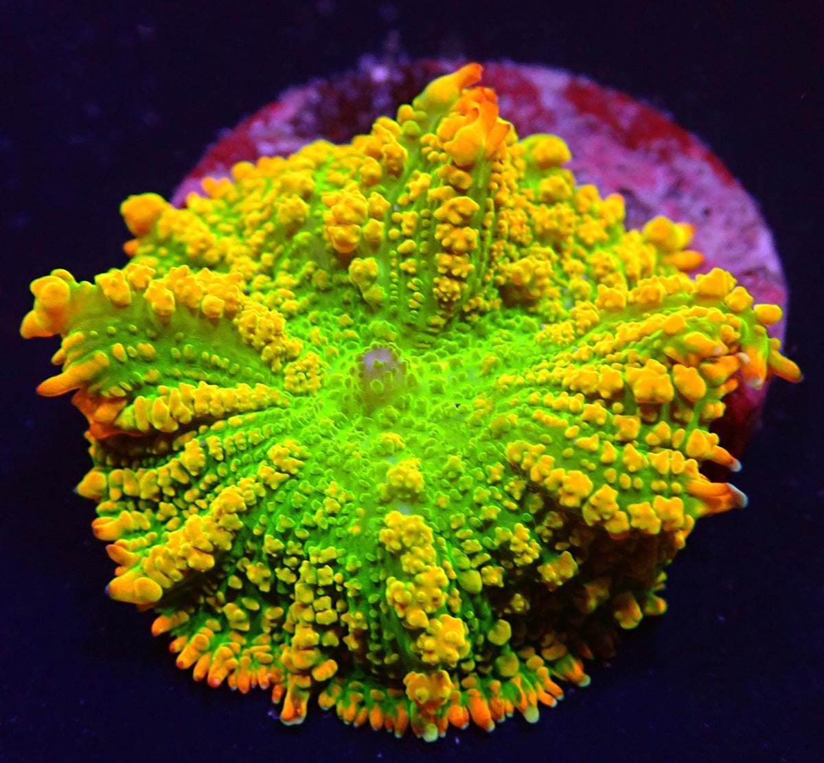 Rhodactis inchoata (Tequila Sunrise) (1 ear)