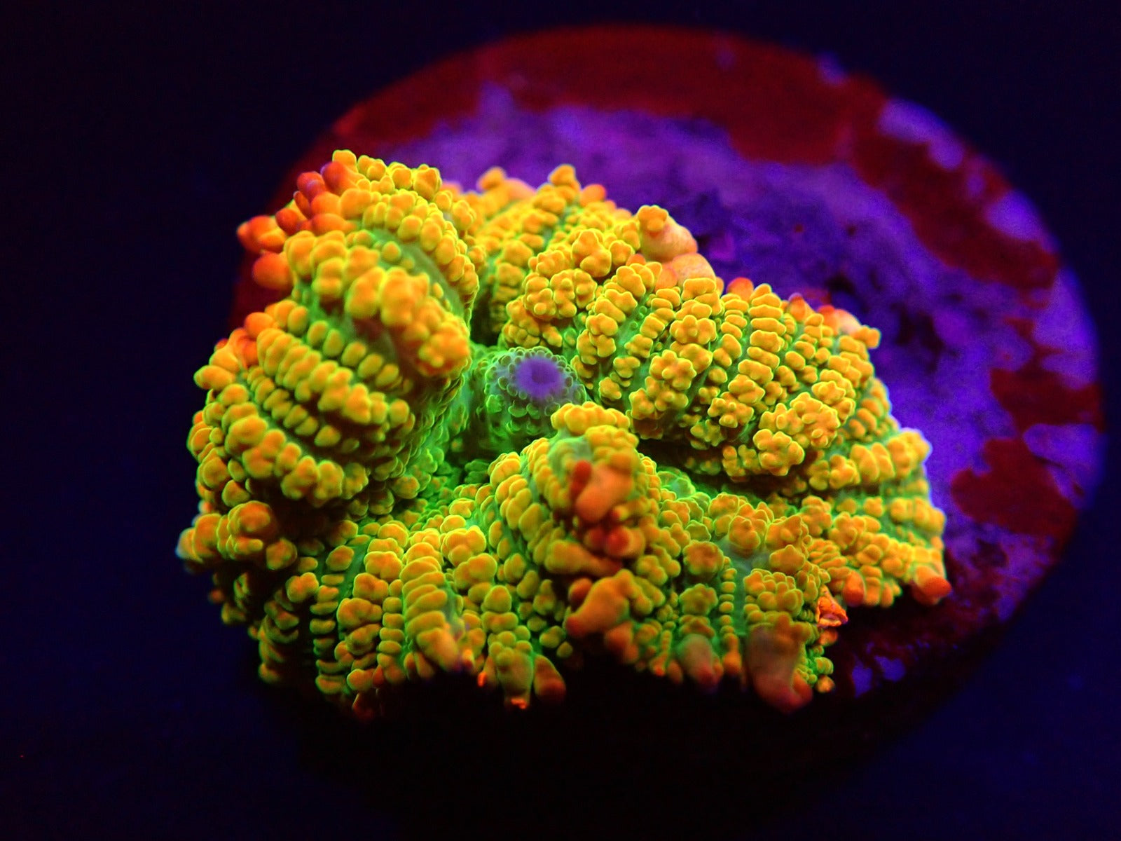 Rhodactis inchoata (Tequila Sunrise) (1 ear)