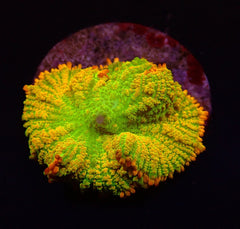 Rhodactis inchoata (Tequila Sunrise) (1 ear)
