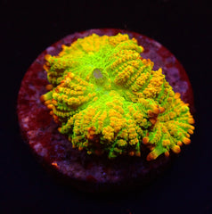 Rhodactis inchoata (Tequila Sunrise) (1 ear)
