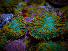 Rhodactis inchoata (Tequila Sunrise) (per ear)