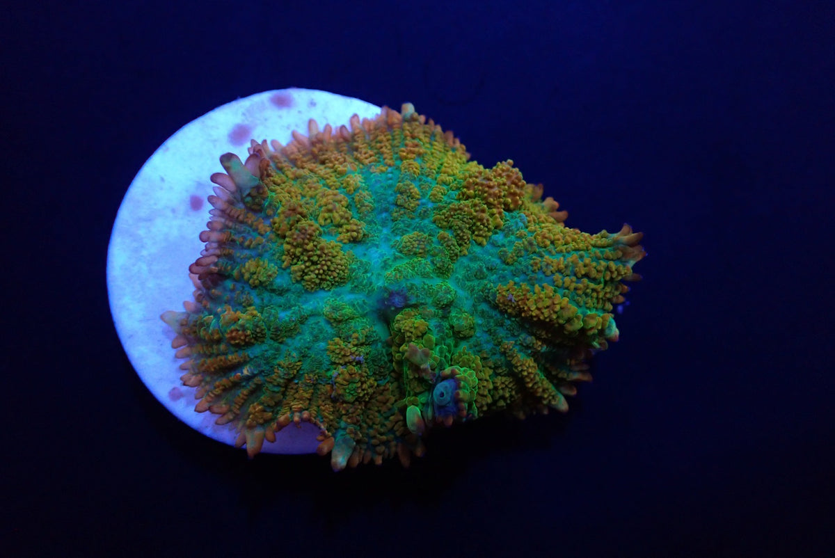 Rhodactis inchoata (Tequila Sunrise) (per ear)