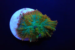 Rhodactis inchoata (Tequila Sunrise) (per ear)