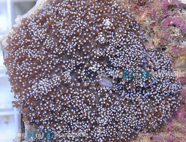 Rhodactis indosinensis (Blue) (per ear)