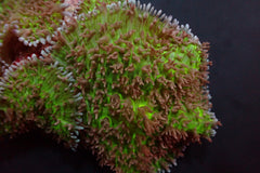 Rhodactis indosinensis (Green) (per ear)
