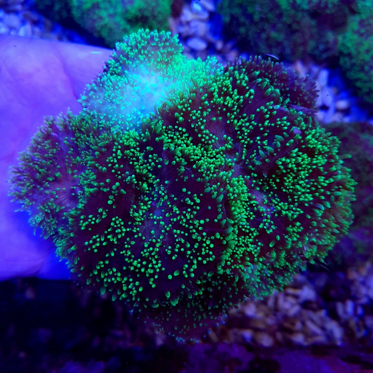Rhodactis indosinensis (Green)