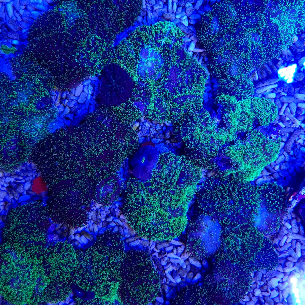Rhodactis indosinensis (Green)