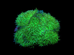Rhodactis indosinensis (Green) (1 ear)
