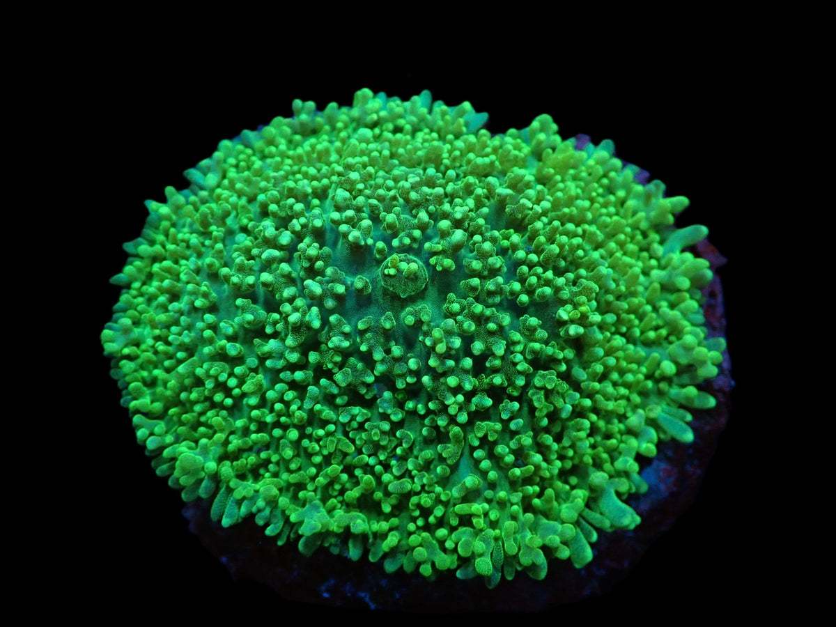 Rhodactis indosinensis (Green) (1 ear)