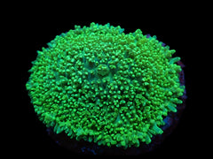 Rhodactis indosinensis (Green) (1 ear)