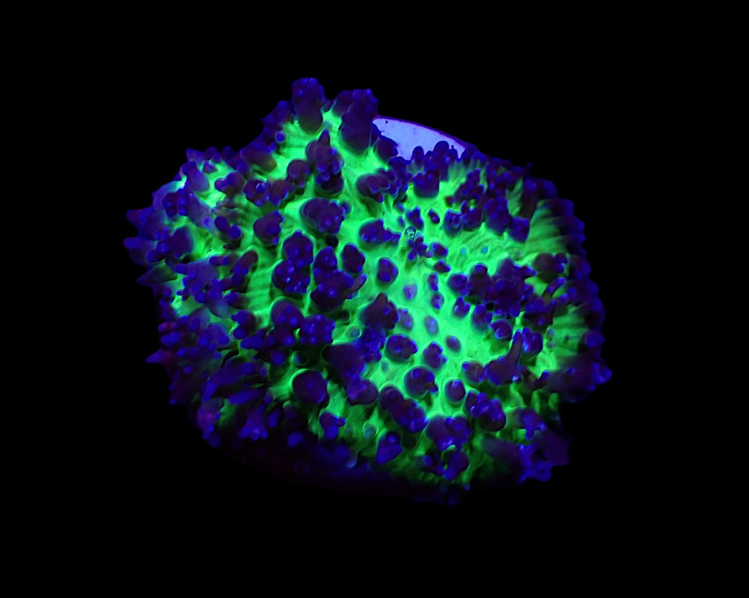 Rhodactis indosinensis (Blue) (per ear)