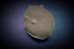 Rhodactis mussoides