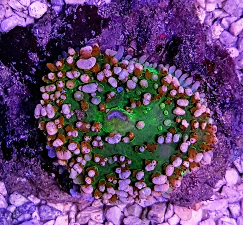 Rhodactis osculifera (Ultra) (per ear)