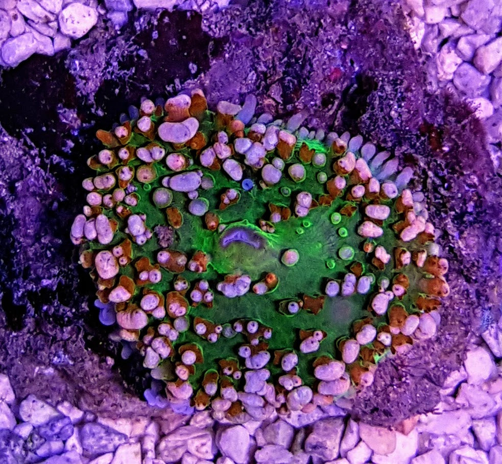Rhodactis osculifera (Ultra)