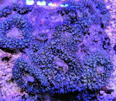 Rhodactis osculifera (Blue)
